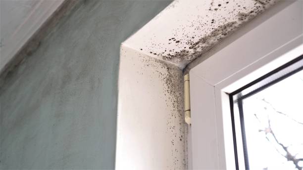 Best Preventive Mold Services in South Dennis, NJ